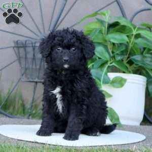 Lacy, Mini Bernedoodle Puppy