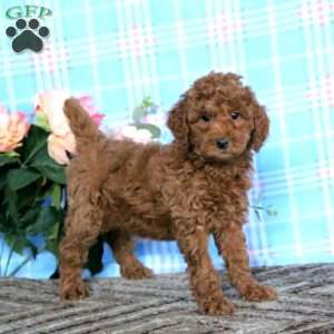 Lacy-Moyen, Miniature Poodle Puppy