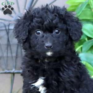 Lacy, Mini Bernedoodle Puppy