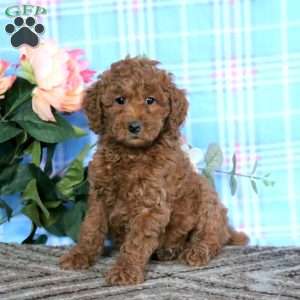 Lacy-Moyen, Miniature Poodle Puppy