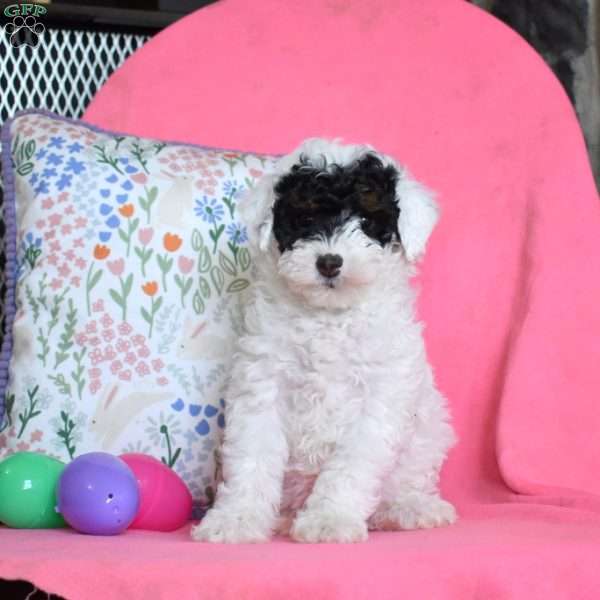 Lady, Miniature Poodle Puppy