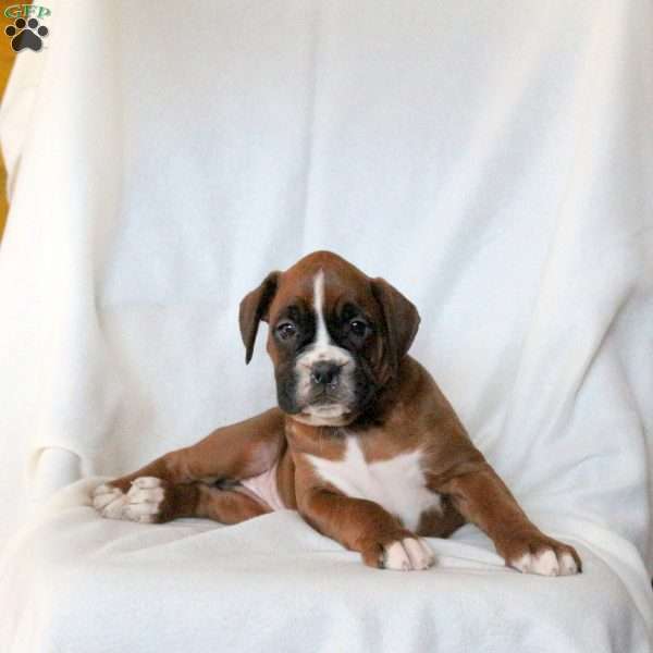 Lady, Boxer Puppy