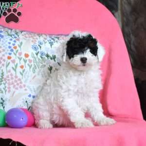 Lady, Miniature Poodle Puppy