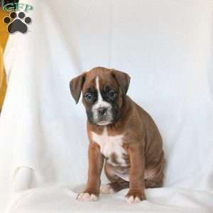 Lady, Boxer Puppy