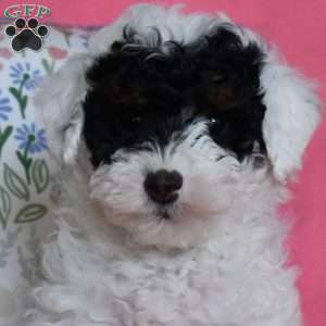 Lady, Miniature Poodle Puppy