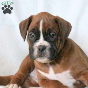 Lady, Boxer Puppy