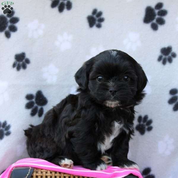 Laila, Shih-Poo Puppy