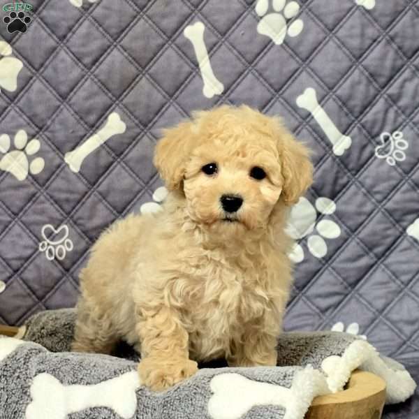 Lando, Bich-Poo Puppy