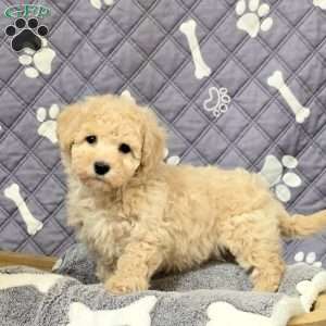 Lando, Bich-Poo Puppy