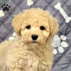 Lando, Bich-Poo Puppy