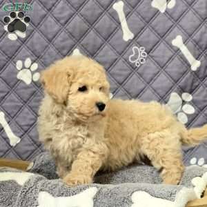 Lando, Bich-Poo Puppy