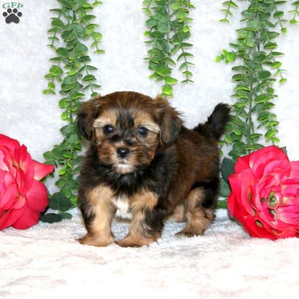 Landon, Shorkie Puppy
