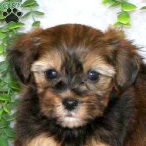 Landon, Shorkie Puppy