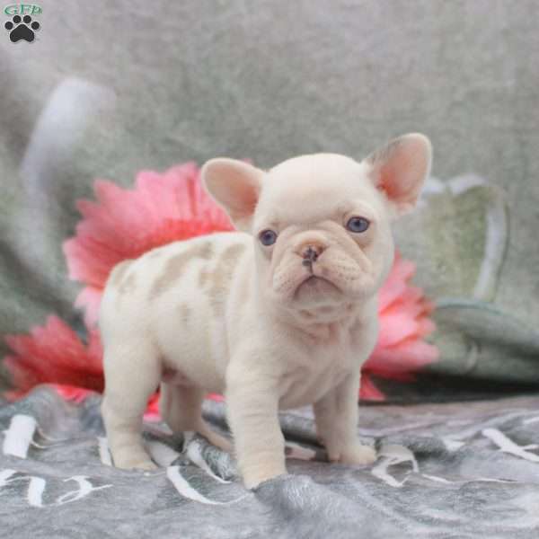 Lark, French Bulldog Puppy