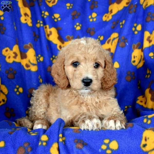 Lassie, Goldendoodle Puppy