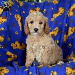 Lassie, Goldendoodle Puppy