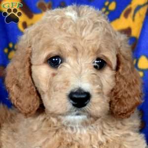 Lassie, Goldendoodle Puppy