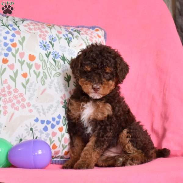 Latte, Miniature Poodle Puppy