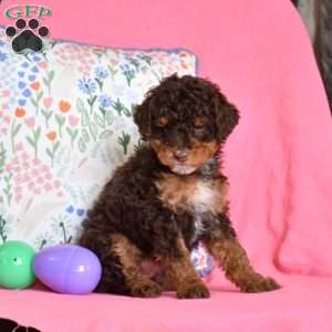 Latte, Miniature Poodle Puppy