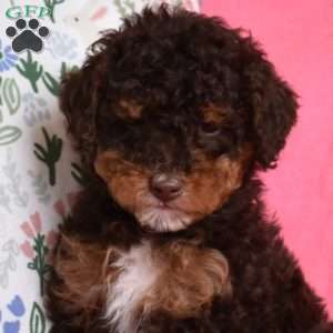 Latte, Miniature Poodle Puppy
