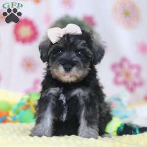 Layla, Miniature Schnauzer Puppy