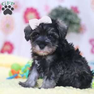 Layla, Miniature Schnauzer Puppy