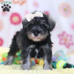 Layla, Miniature Schnauzer Puppy