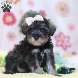 Layla, Miniature Schnauzer Puppy