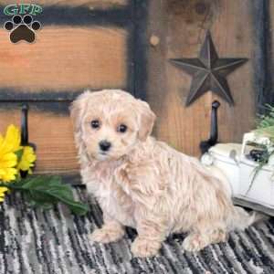 Leah, Maltipoo Puppy