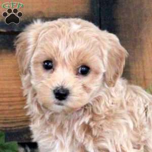 Leah, Maltipoo Puppy