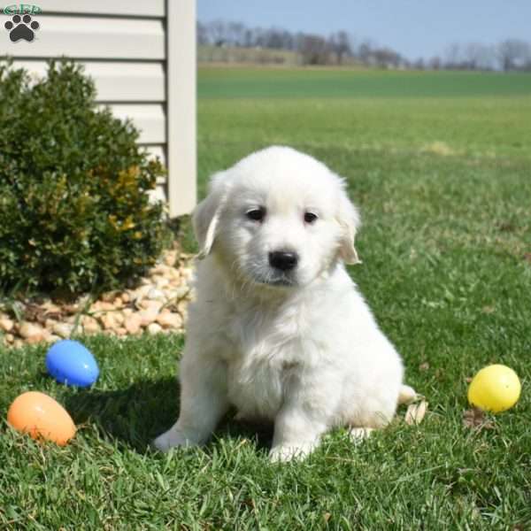 Legend, English Cream Golden Retriever Puppy