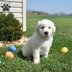 Legend, English Cream Golden Retriever Puppy
