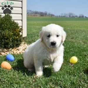 Legend, English Cream Golden Retriever Puppy