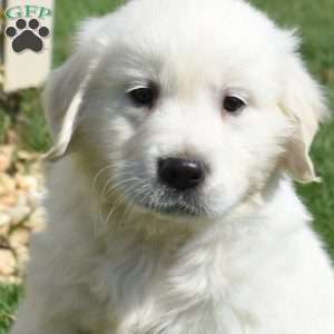 Legend, English Cream Golden Retriever Puppy