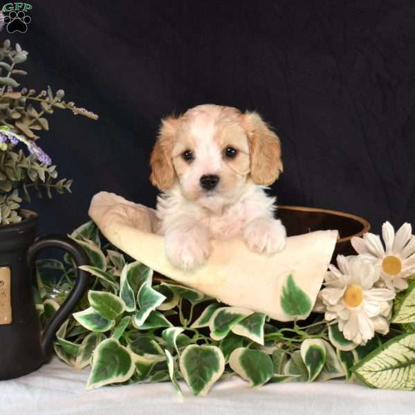Lenny, Cavachon Puppy