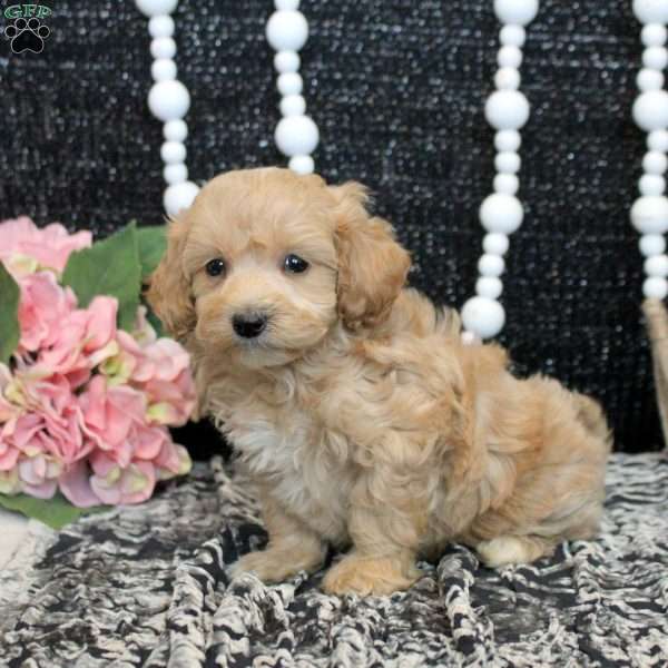 Lenny, Maltipoo Puppy