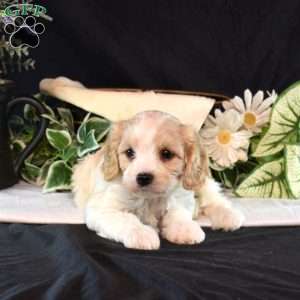 Lenny, Cavachon Puppy