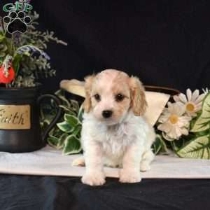 Lenny, Cavachon Puppy