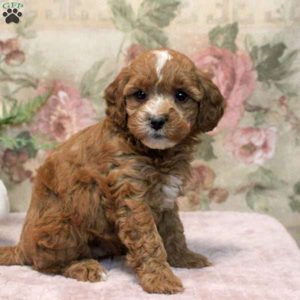 Leo, Cavapoo Puppy