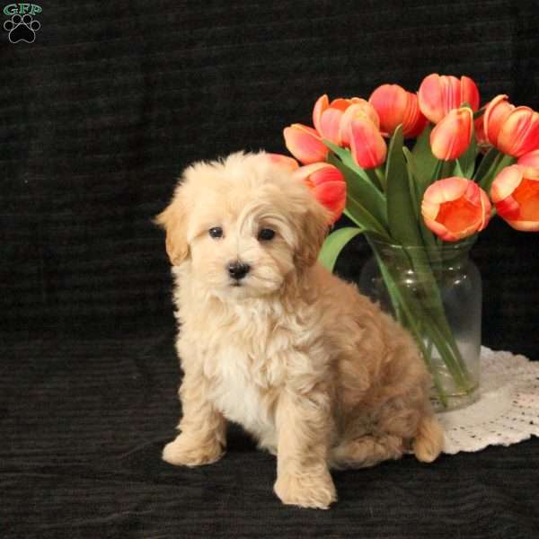 Leo, Maltipoo Puppy