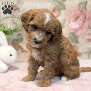 Leo, Cavapoo Puppy