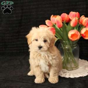 Leo, Maltipoo Puppy