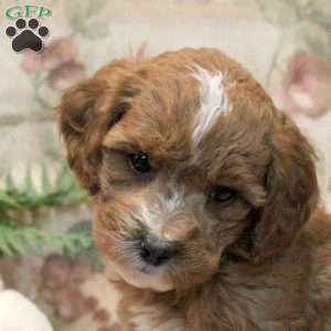 Leo, Cavapoo Puppy