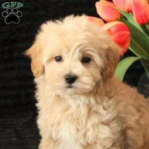 Leo, Maltipoo Puppy