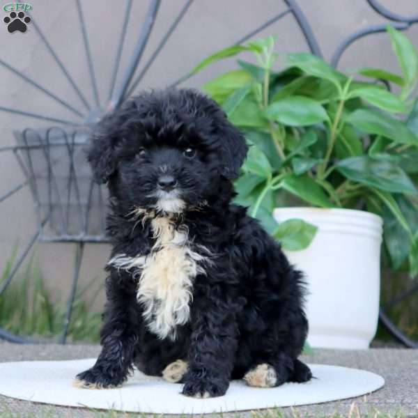 Leo, Mini Bernedoodle Puppy