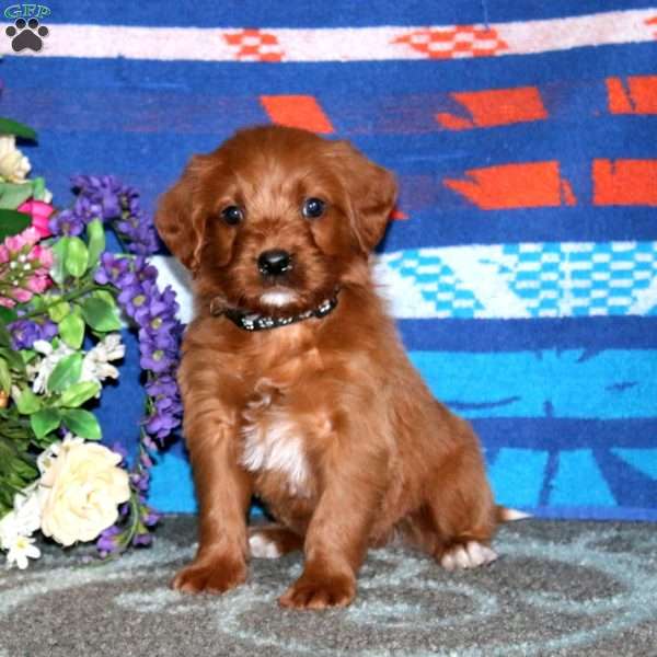 Leo, Labradoodle Puppy