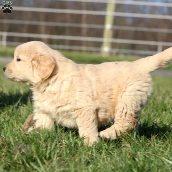 Leo, Golden Retriever Puppy