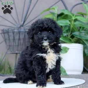 Leo, Mini Bernedoodle Puppy