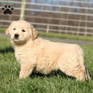 Leo, Golden Retriever Puppy
