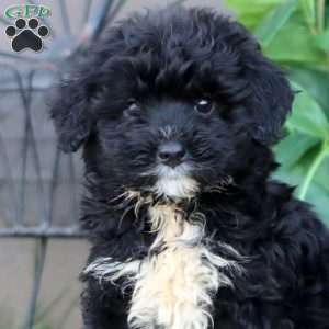 Leo, Mini Bernedoodle Puppy